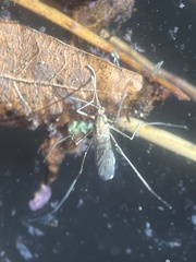 Culicinae