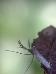 Culicinae