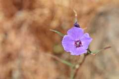 Clarkia tenella