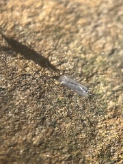Culicinae