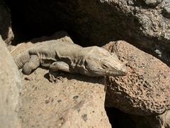 Gallotia galloti galloti