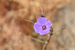 Clarkia tenella