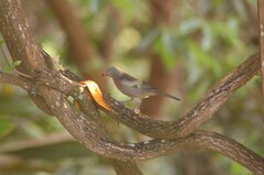 Thraupis palmarum