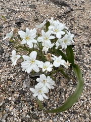 Zephyra compacta