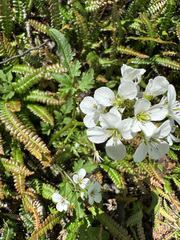 Cardamine geraniifolia