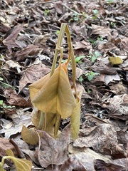 Helleborus orientalis