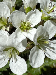 Cardamine geraniifolia