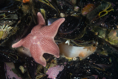 Diplodontias singularis