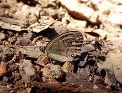 Euptychia rubrofasciata