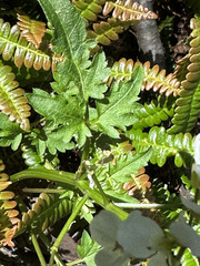 Cardamine geraniifolia