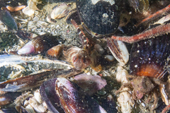 Helcogrammoides cunninghami