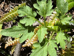 Cardamine geraniifolia