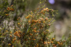 Dillwynia phylicoides