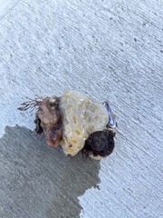 Aplidium stellatum