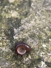 Cleidogona