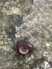 Cleidogona