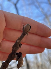 Carya tomentosa