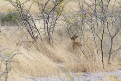 Raphicerus campestris