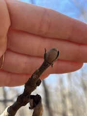 Carya tomentosa