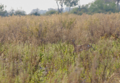 Raphicerus campestris