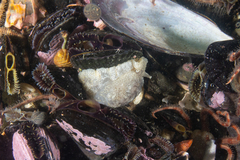 Pleurobranchaea maculata