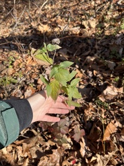 Pycnanthemum muticum