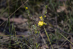 Hibbertia obtusifolia