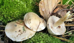 Hebeloma album