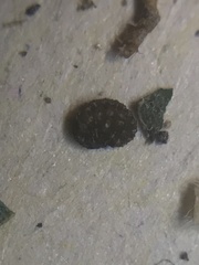 Schizanthus parvulus