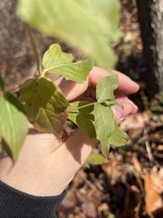 Pycnanthemum muticum