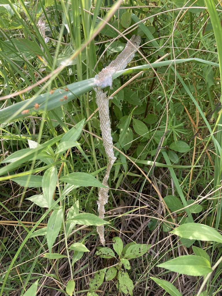 Garter Snakes from Caldwell Woods (Cook County Forest Preserve ...