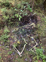 Odocoileus hemionus sitkensis