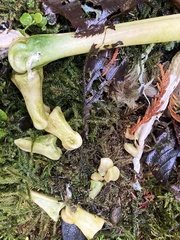 Odocoileus hemionus sitkensis