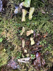 Odocoileus hemionus sitkensis