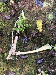 Odocoileus hemionus sitkensis