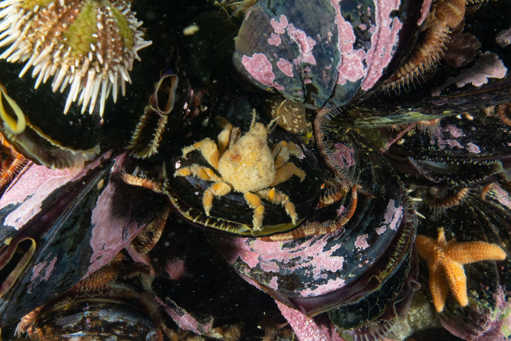Southern Teardrop Crab