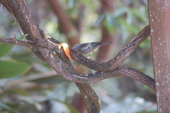 Thraupis palmarum