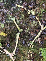 Odocoileus hemionus sitkensis