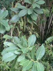 Ficus aurea