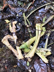 Odocoileus hemionus sitkensis