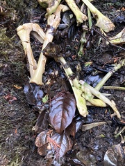 Odocoileus hemionus sitkensis