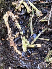 Odocoileus hemionus sitkensis