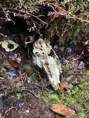 Odocoileus hemionus sitkensis