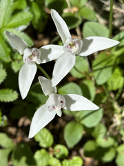 Codonorchis lessonii