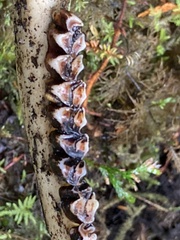 Odocoileus hemionus sitkensis