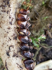 Odocoileus hemionus sitkensis