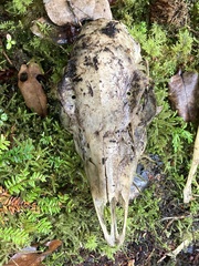 Odocoileus hemionus sitkensis