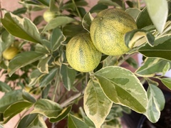 Citrus japonica