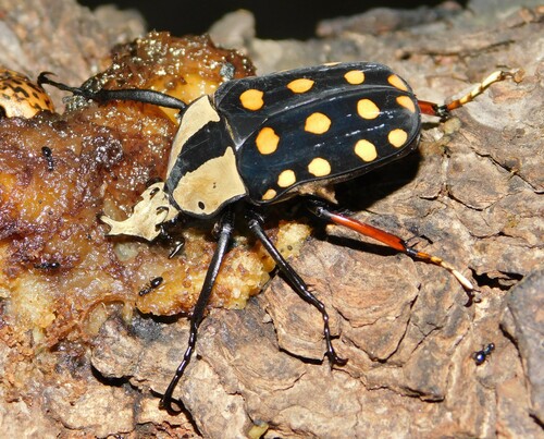 Mecynorhina passerinii