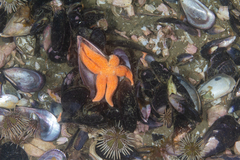 Allostichaster capensis